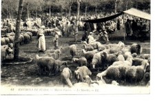 (S-56380) ALGERIA - MAISON CARREE CPA SHEEP L.L. ed.