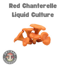 Red Chanterelle Mushroom Liquid Culture - Ready to Grow Spores!