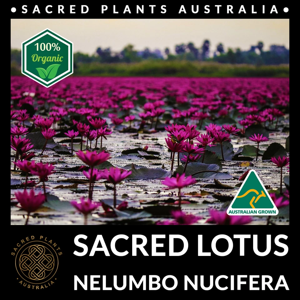 SACRED LOTUS Seeds Nelumbo nucifera Rare Medicinal Exotic Aquatic Water Flower - Image 3 of 4