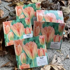50 COUNT! TULIP BULBS  "ORANGE EMPEROR" COLOR: VIBRANT & SOFT ORANGE