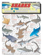 Sharks Fish Identification #1  - Waterproof Quick Reference Guide