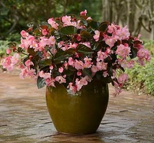 Begonia Megawatt Pink Brz Leaf   1,000 seeds
