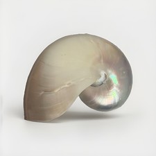 Pearlized Nautilus Seashell Polished Nautilus