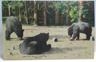 1940s POSTCARD CAN'T BEAR TO LEAVE THE ROCKIES, 3 BEARS — photo 1