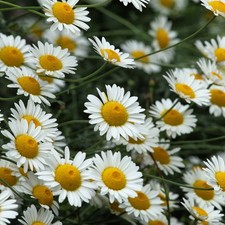 Anthemis Sauce Hollandaise White Daisy Hardy Perennial Bushy Garden Plant
