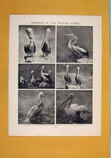 Original Old Antique Print Members Pelican Family Black White Antiue Art