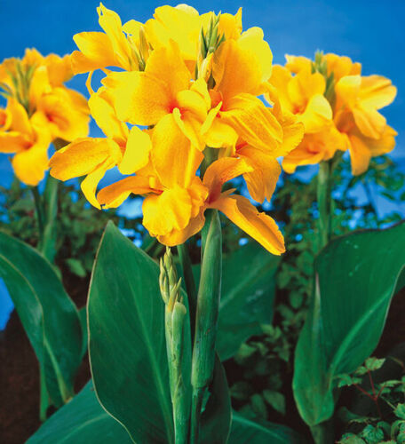 King City Gold Dwarf Canna Lily Flower 32" Variety 1 Rhizome Bulb