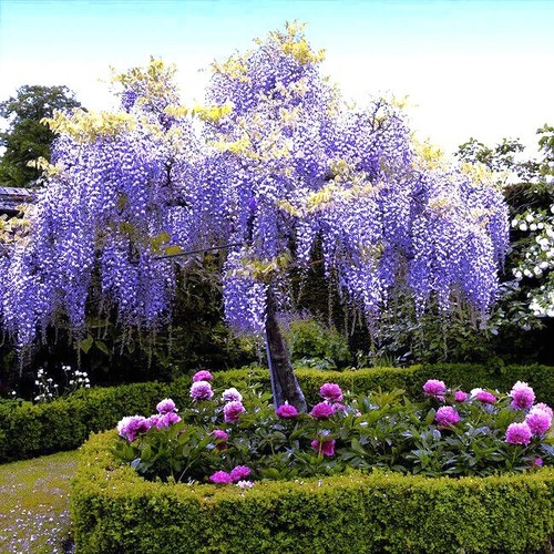 10 Chinese Blue Wisteria sinensis Tree Seeds Fast Flower Vine Hardy Bonsai Plant - Picture 11 of 17