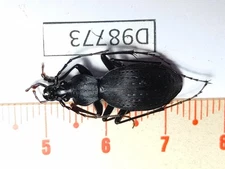 D98773-insects Carabidae from Vietnam North