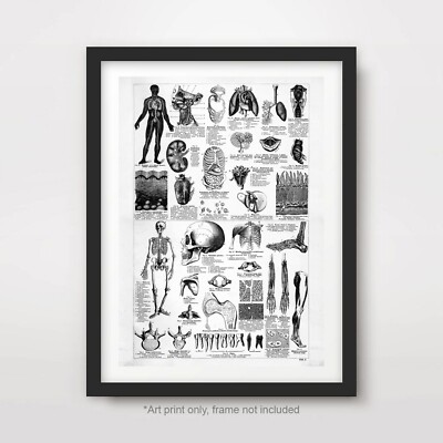 VINTAGE MEDIZINISCHE KARTE KUNSTDRUCK POSTER Illustrationen Skelett Schädel Diagramme