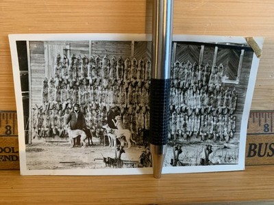 Fox Hunting Pelts Cruickshank Hershel saskatchewan Vintage Photo circa 1931 vtg