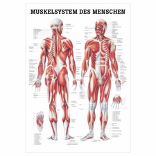Menschliches Muskelsystem Lehrtafel Anatomie 100x70 cm medizinische Lehrmittel