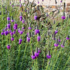 700 PURPLE PRAIRIE CLOVER Dalea Purpurea Flower Seeds
