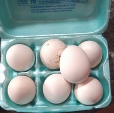 ayam cemani hatching eggs 7 