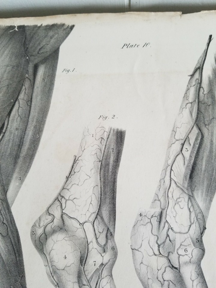 19.5" X 12" W.Fairland Anatomy Engraving Print From 1837(UNIVERSITY OF