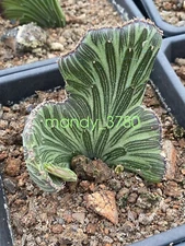 RareSucculent  Plant senecio kleinia Cristata Garden Décor Boutique 5-8CM