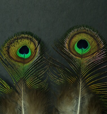 One Pair ~4'' Java Green Peacock Small Eye Train Transition Feathers Lot-SF 200