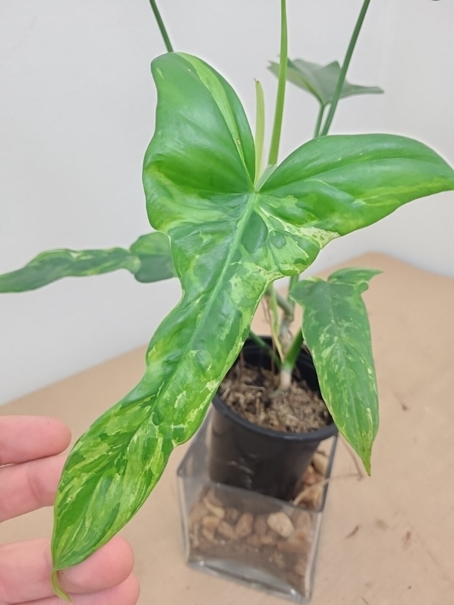 PHILODENDRON 'SPLASH GORDON' RARE Variegated bipennifolium cream variegata  +HEAT | eBay