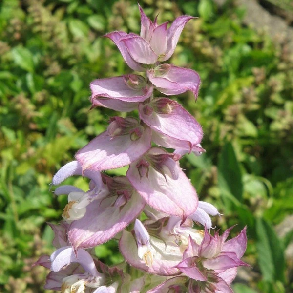 Huile essentielle SAUGE SCLAREE - salvia sclarea