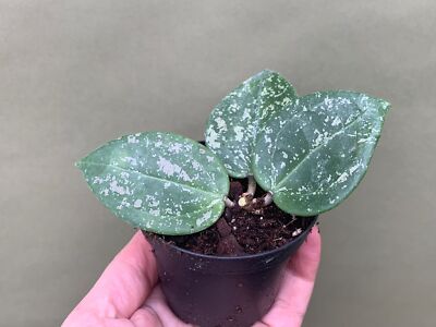 Hoya parasitica Heart Leaves Splash
