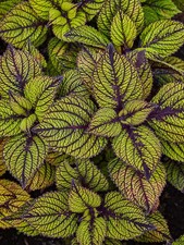 20Pcs Coleus seeds, Coleus, Spun Glass A little pattern play for interesting
