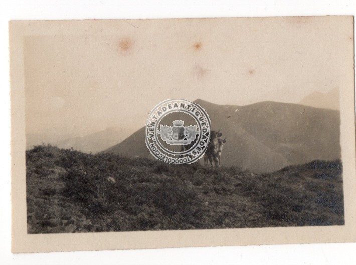 FOTOGRAFIA ANTIGUA, VACAS EN MONTAÑA PAIS VASCO, AÑOS 1910, FOTO