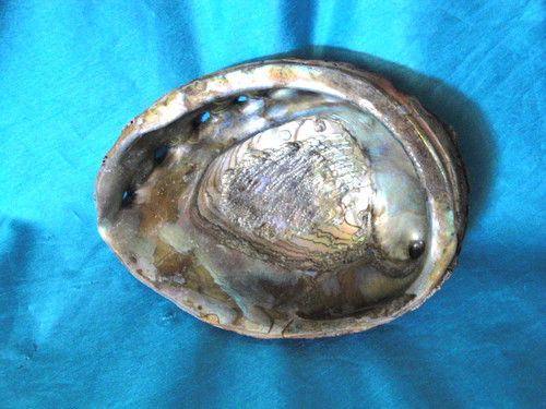 Extra Large Abalone Shell Trinket Dish Smudging Bowl 6" X 8" Excellent Cond