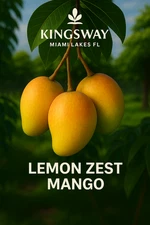 Rare Delicious Zill LEMON ZEST 3 Gallon Grafted  Mango Tree 2 - 4 ft tall !