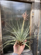 Tillandsia Vicentina Almost Flowering!!! Bromeliad Airplant