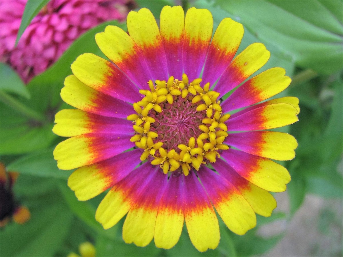 50 CAROUSEL MIX ZINNIA Elegans Carrousel Whirligig Mixed Colors