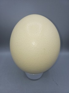 Genuine Hand-Blown Ostrich Egg - Natural Unpainted 6" Excellent 