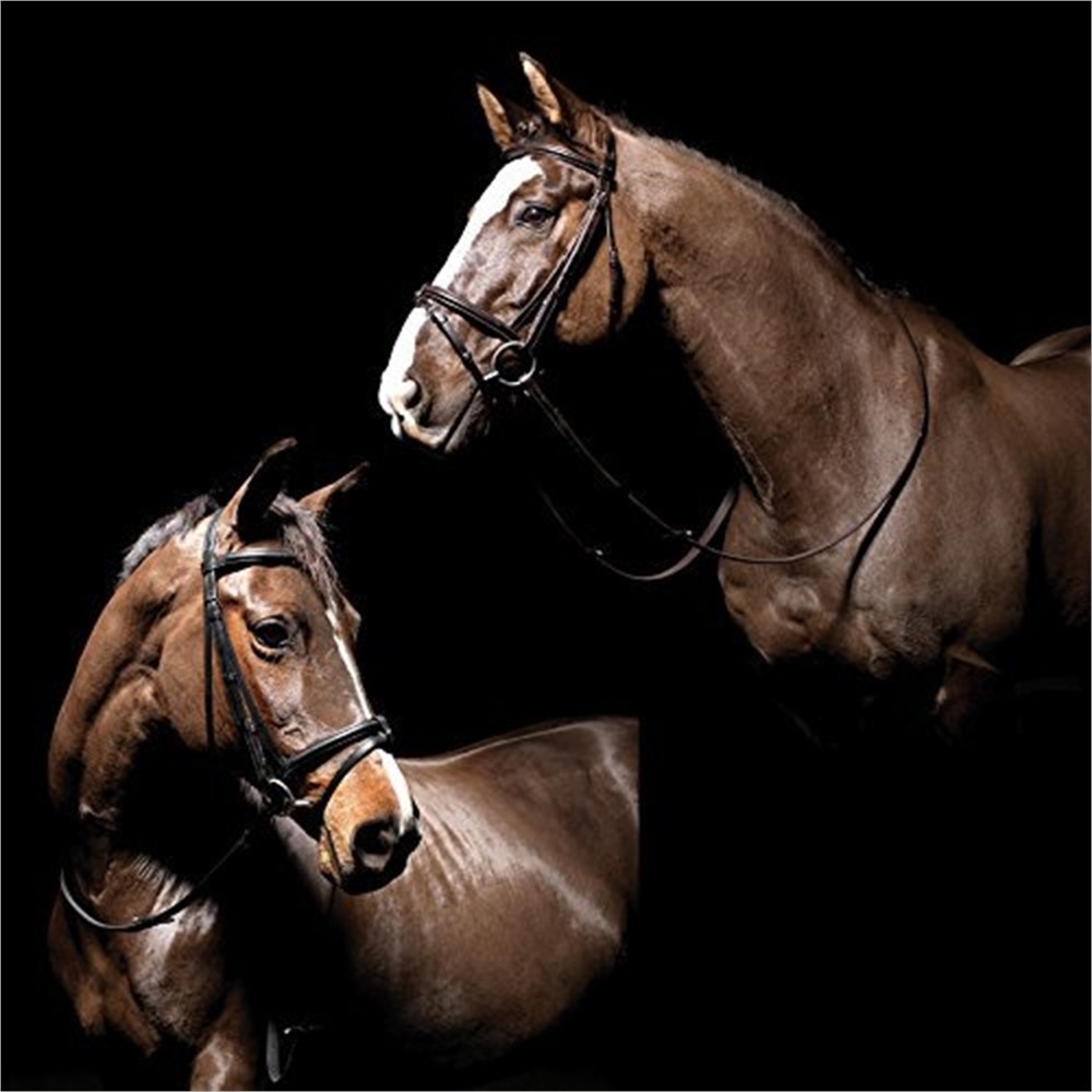 Caldene Flash gepolstert Trense zaumzeug COB Havana Caldene Flash gepolstert Trense zaumzeug COB Havana