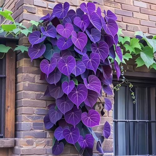 100Pcs Colorful Leaf Morning Glory Seeds Color Perennial Garden Open Air Bonsai - Picture 9 of 15