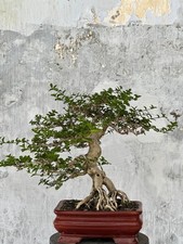 Real Picture Bonsai Premna Mame  Premna Microphylla  Bonsai Premna  Bonsai