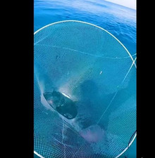 Live Bait Hoop Net Shrimp Mullet Ballyhoo Spe...