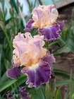 'Fancy Dog'  TB Bearded Iris Rhizome PRE-SALE to Ship Aug/Sept