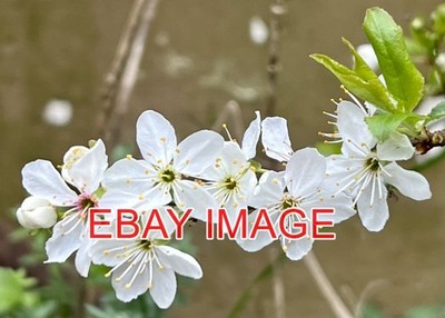 FOTOBLÜTE