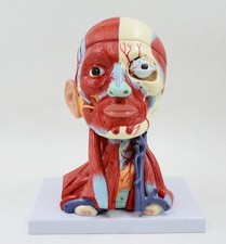 Neurology Teaching of Head,neck Blood Vessel Brain,brain Model in Medical Human