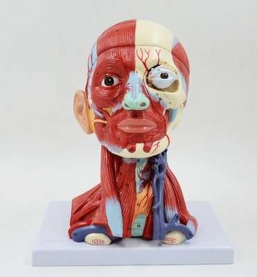 Neurology Teaching of Head,neck Blood Vessel Brain,brain Model in Medical Human