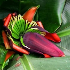 10 Red Tiger Darjeeling Banana Plant Tree Seeds (Musa sikkimensis) Hardy-Zone 5