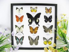 12 echte Zuchtschmetterlinge im Schaukasten aus Holz hinter Glas Taxidermie o 12