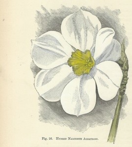 Narcissus Albatross Stampa Antica Del 16 Di Fiori Incisione Inglese Botanica Ebay