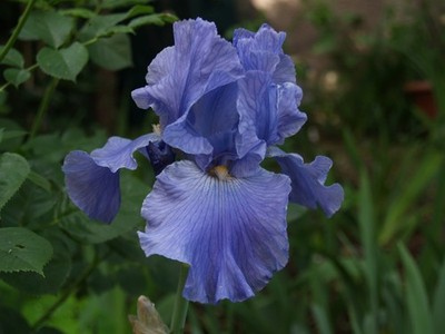 Schwertlilie / Iris '' Touch of Sky ''