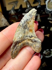 Feathered all Natural Indo Paratodus Benedini Shark Tooth 1.8&rdquo; Indonesia Fossil