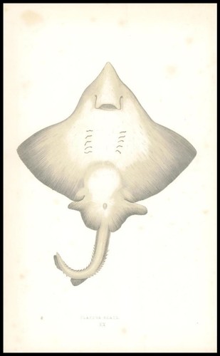 1864 Antique Colour Print - FLAPPER SKATE Fish by COUCH (CF3/37)