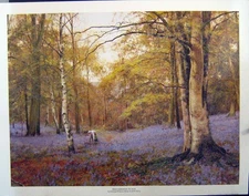 Original Old Antique Print Waite Large Colour Beechwoods Trees Flowers