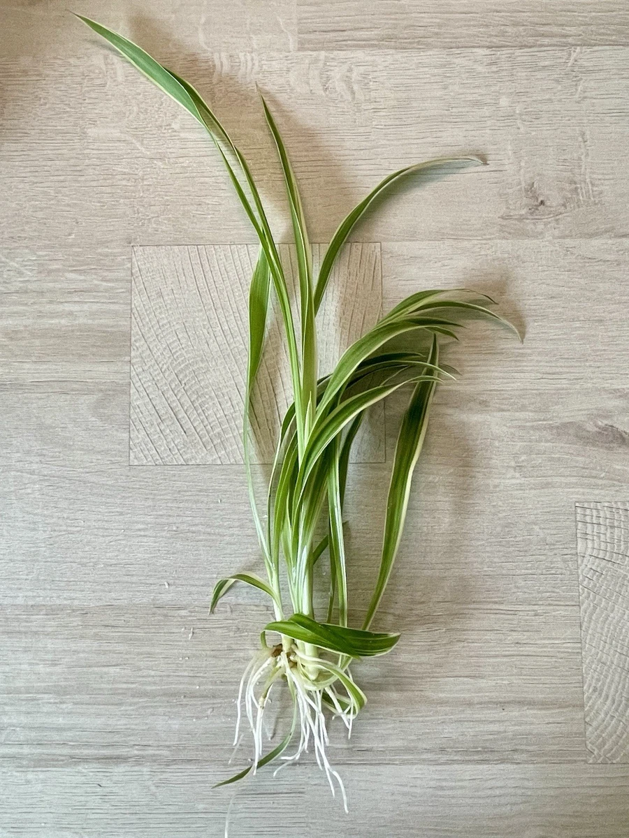Grnlilie Ableger online kaufen | eBay.de