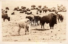 Moise MT Montana View White Buffalo Prairie Herd   c1933 RPPC Postcard COPY