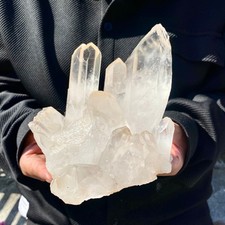 3.01LB A+++ Large Himalayan