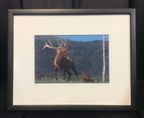 Elk Harem Framed Number 9/500 Photo Print Signed Willie Holdman FoundArtShop - Picture 2 of 12